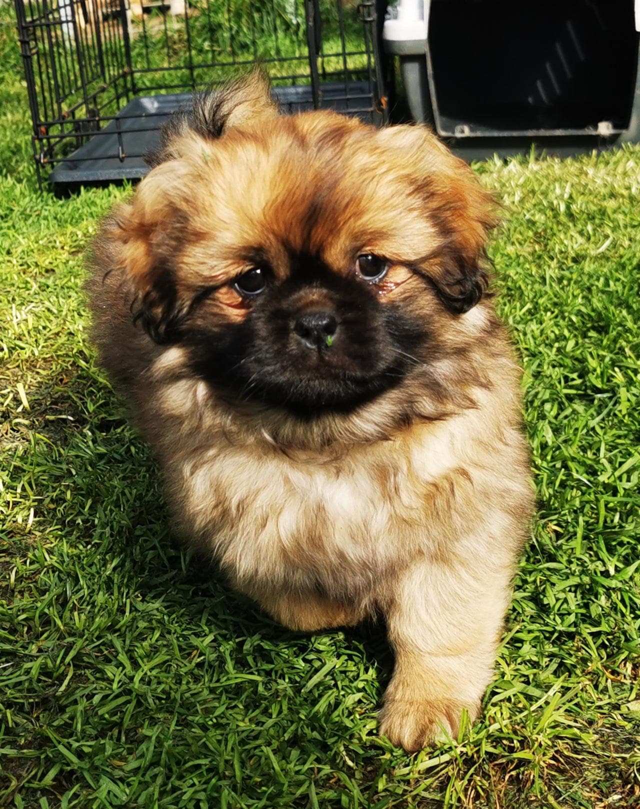Tibetansk spaniel valper