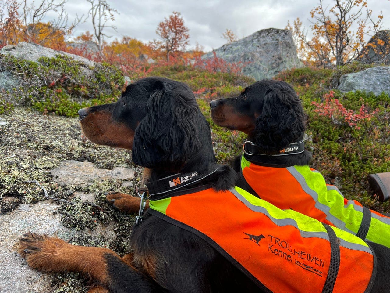 Gordonsetter valper
