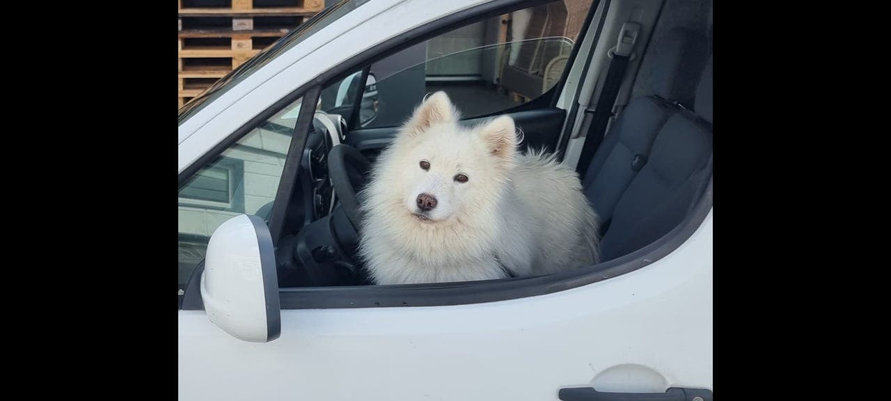 Samojed omplasseres RESERVERT