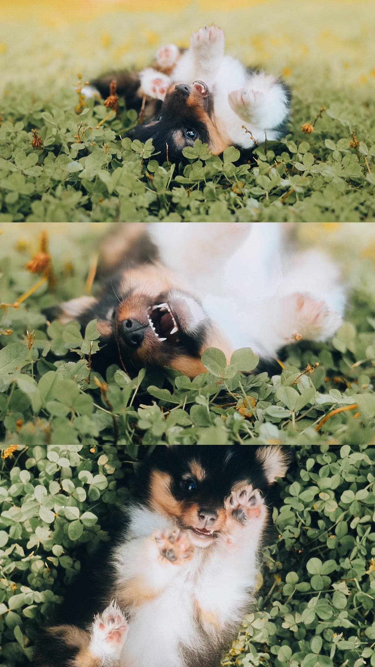 Shetland Sheepdog hannvalp
