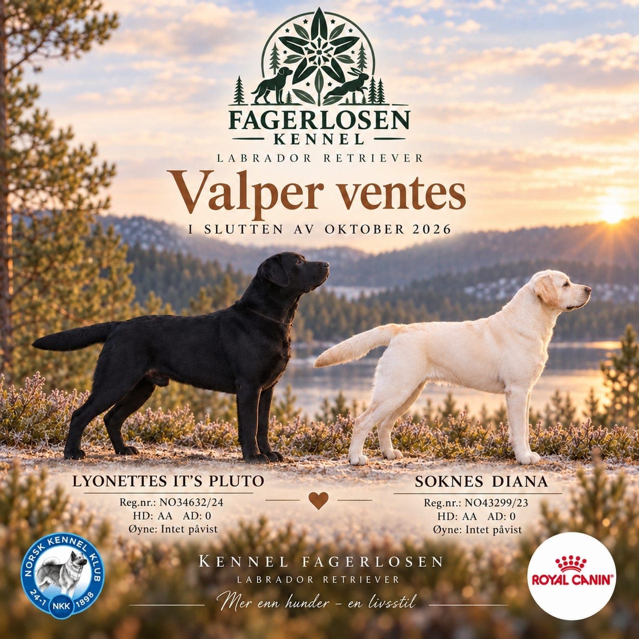 Labrador valper ventes oktober