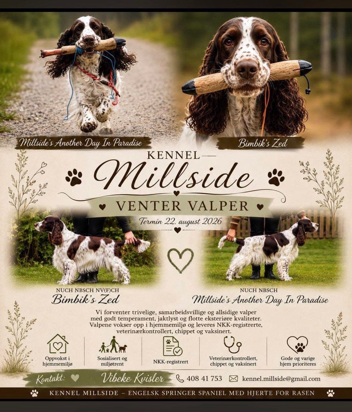 Engelsk springer spaniels på Knl Millside