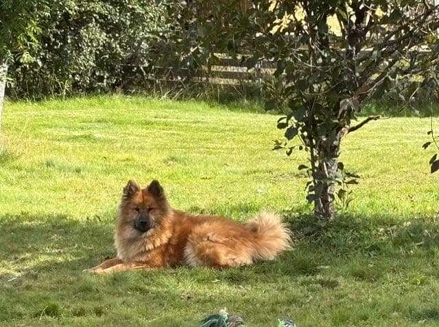 Eurasier valper Født 27.8.2026