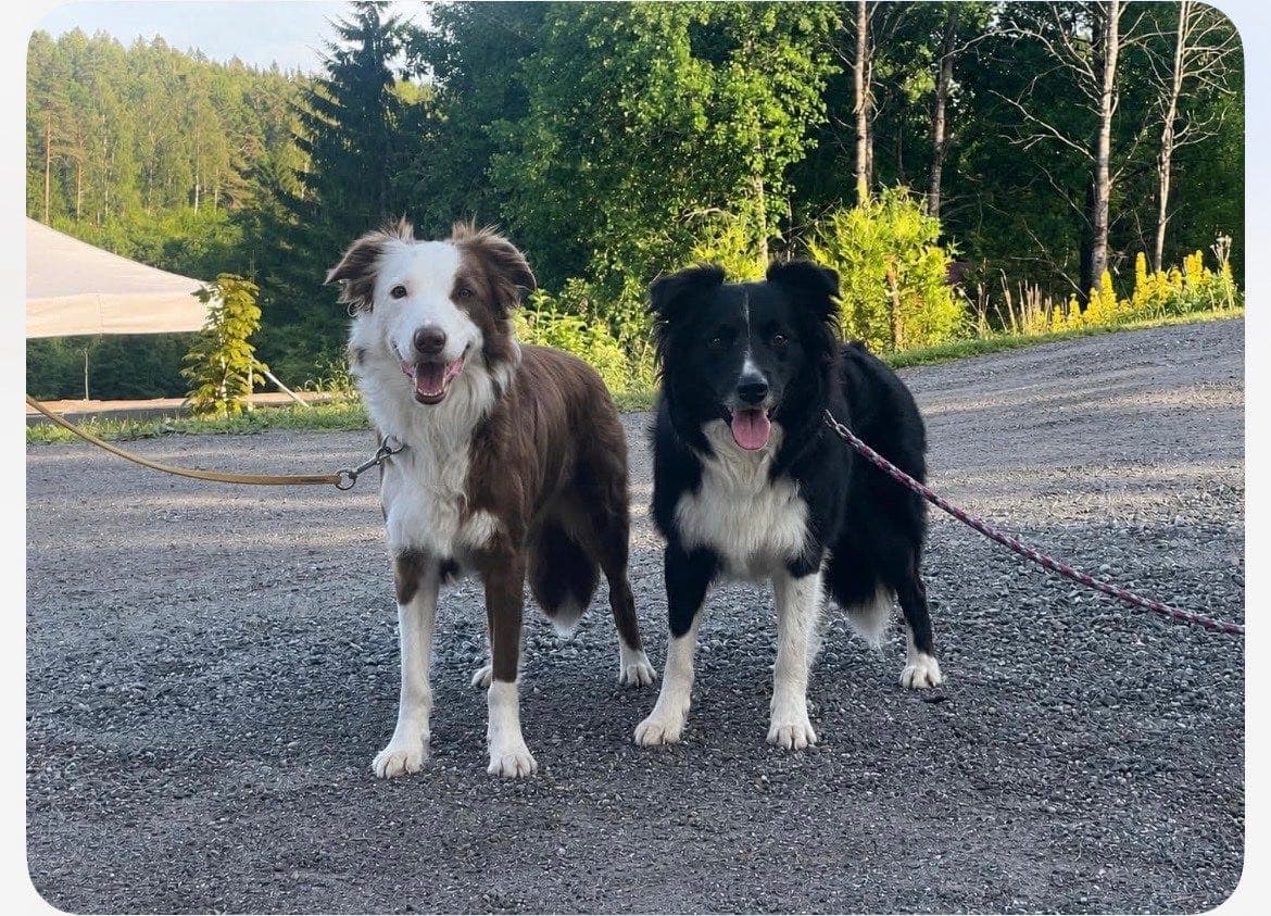 Border collie valper ventes