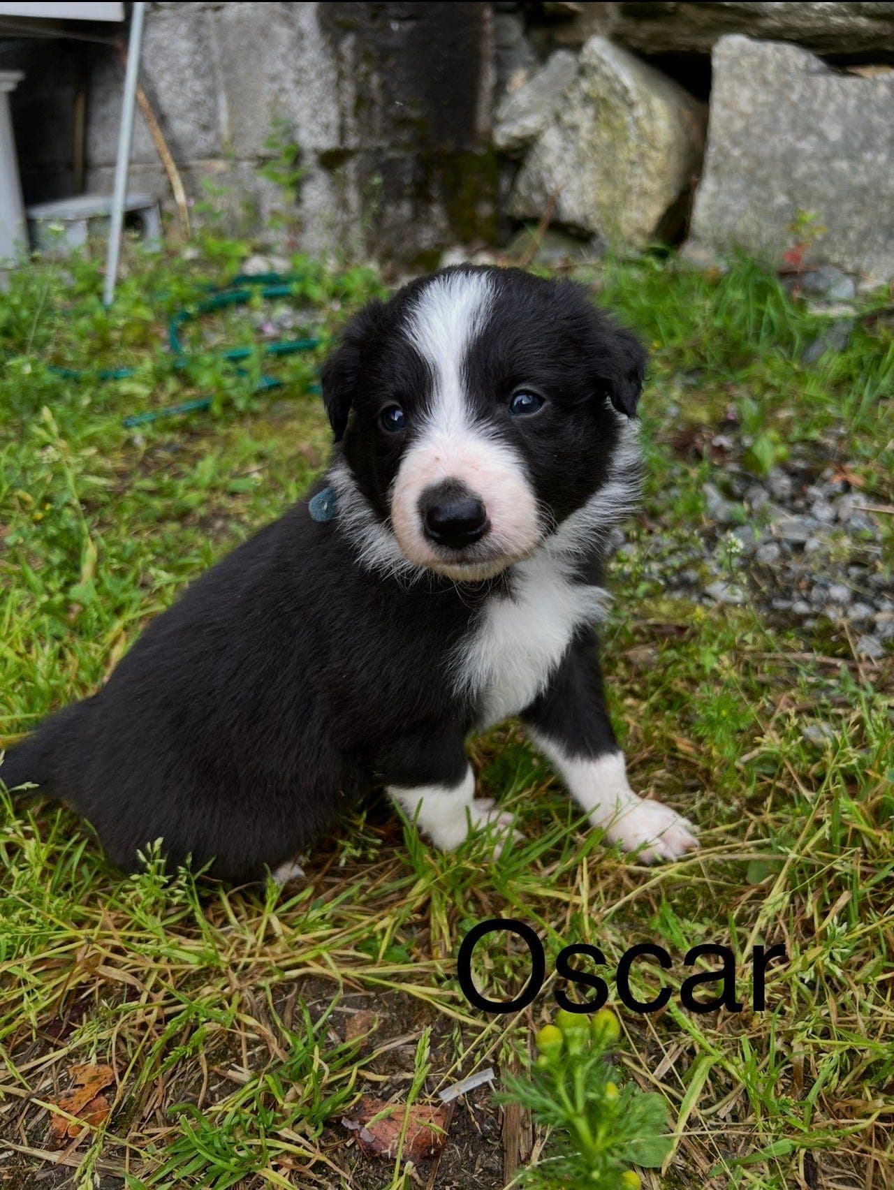 7 Border Collie valper til salgs 🐶