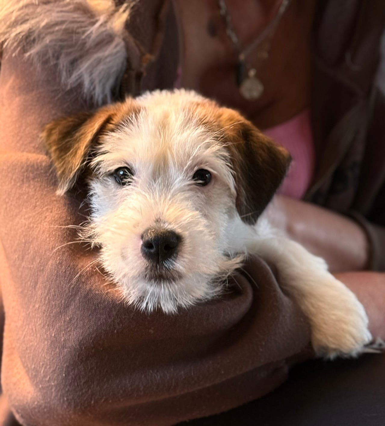 Jackrussel Terrier Hvalp jente