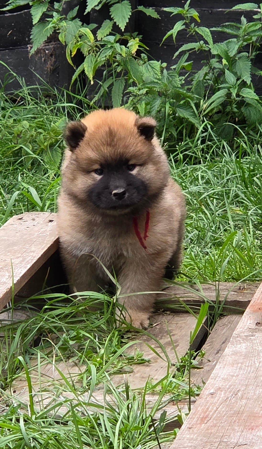 Eurasier