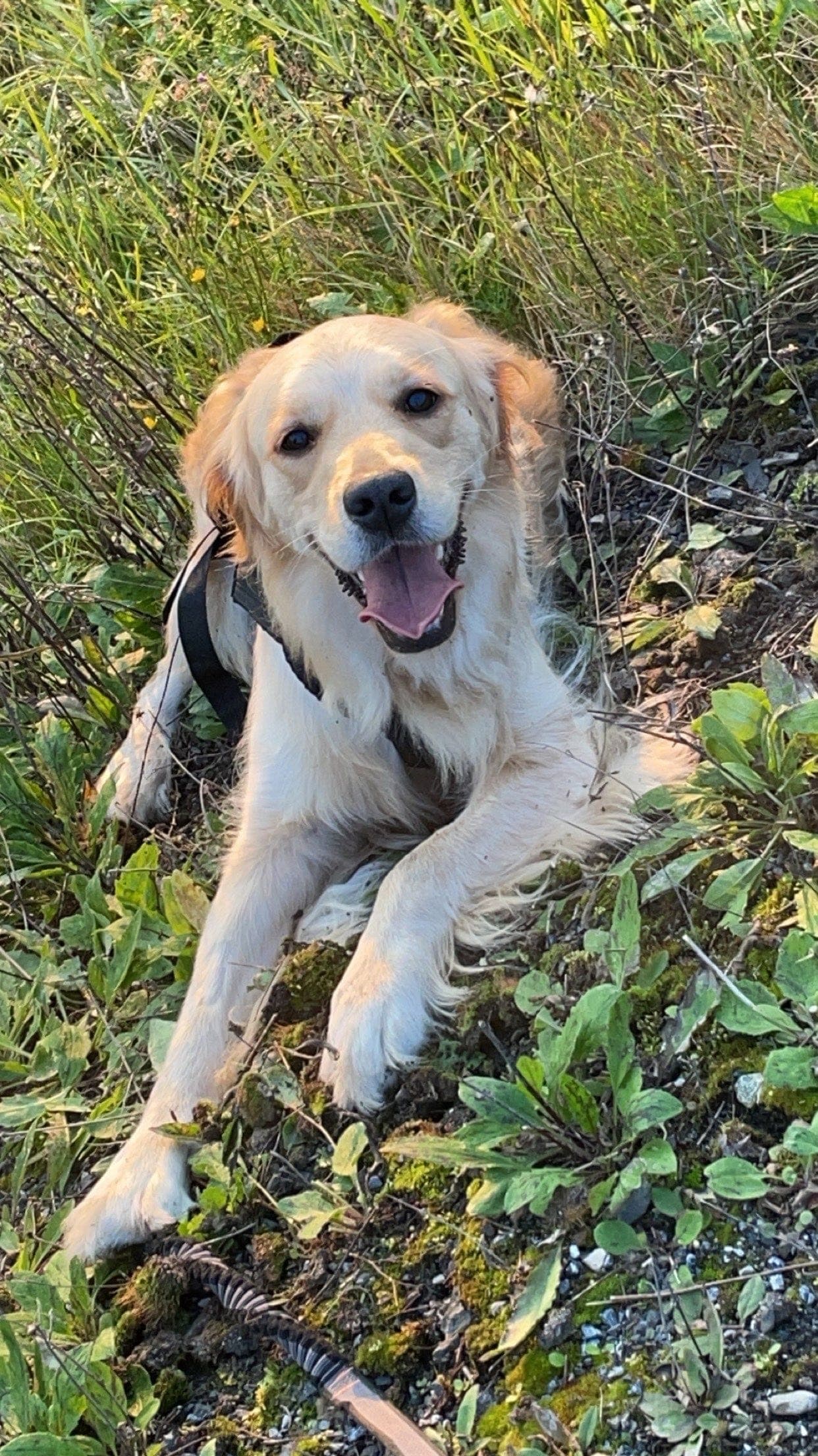 Golden retriever omplasseres