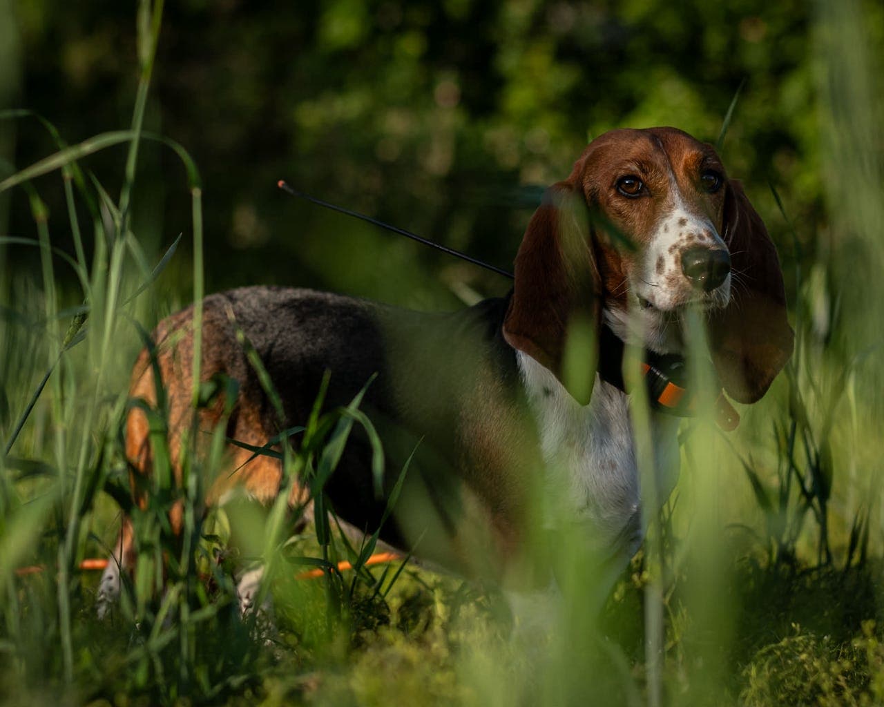 Basset Artesien Normand Valper