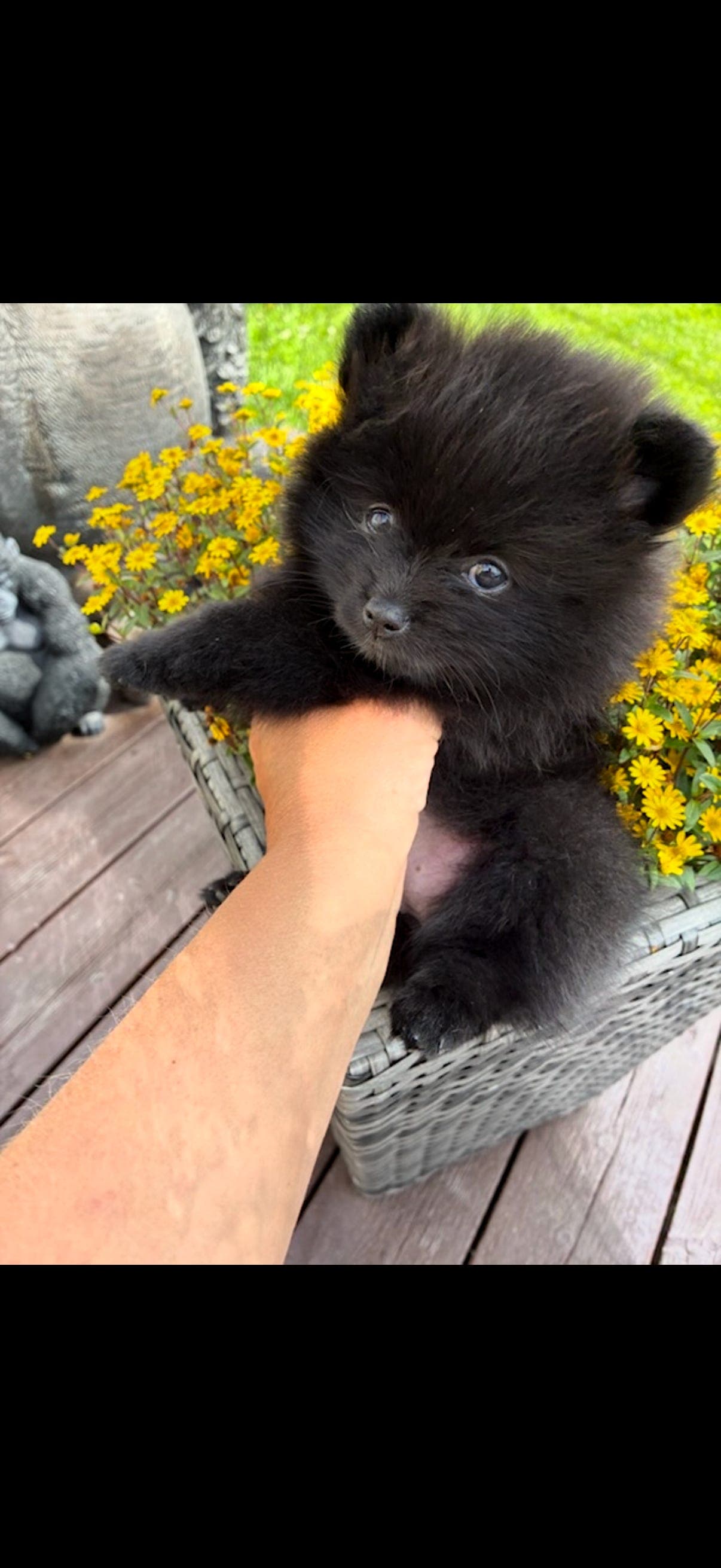 Renraset pomeranian tispe