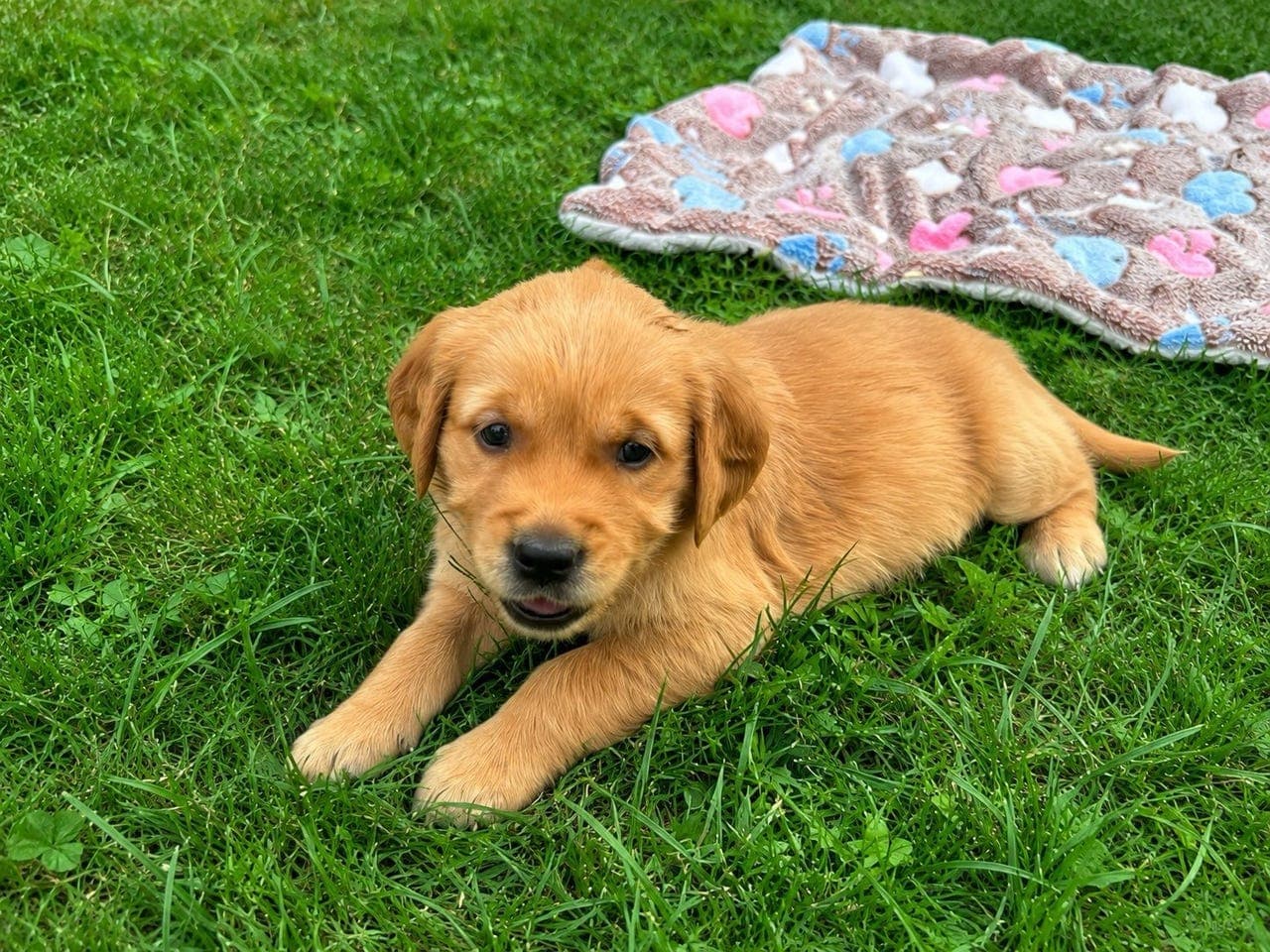 Golden Retriever