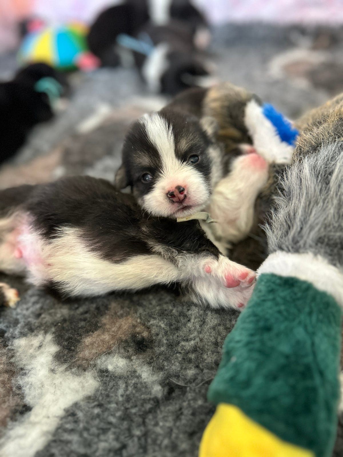 Welsh Corgi pembroke valper