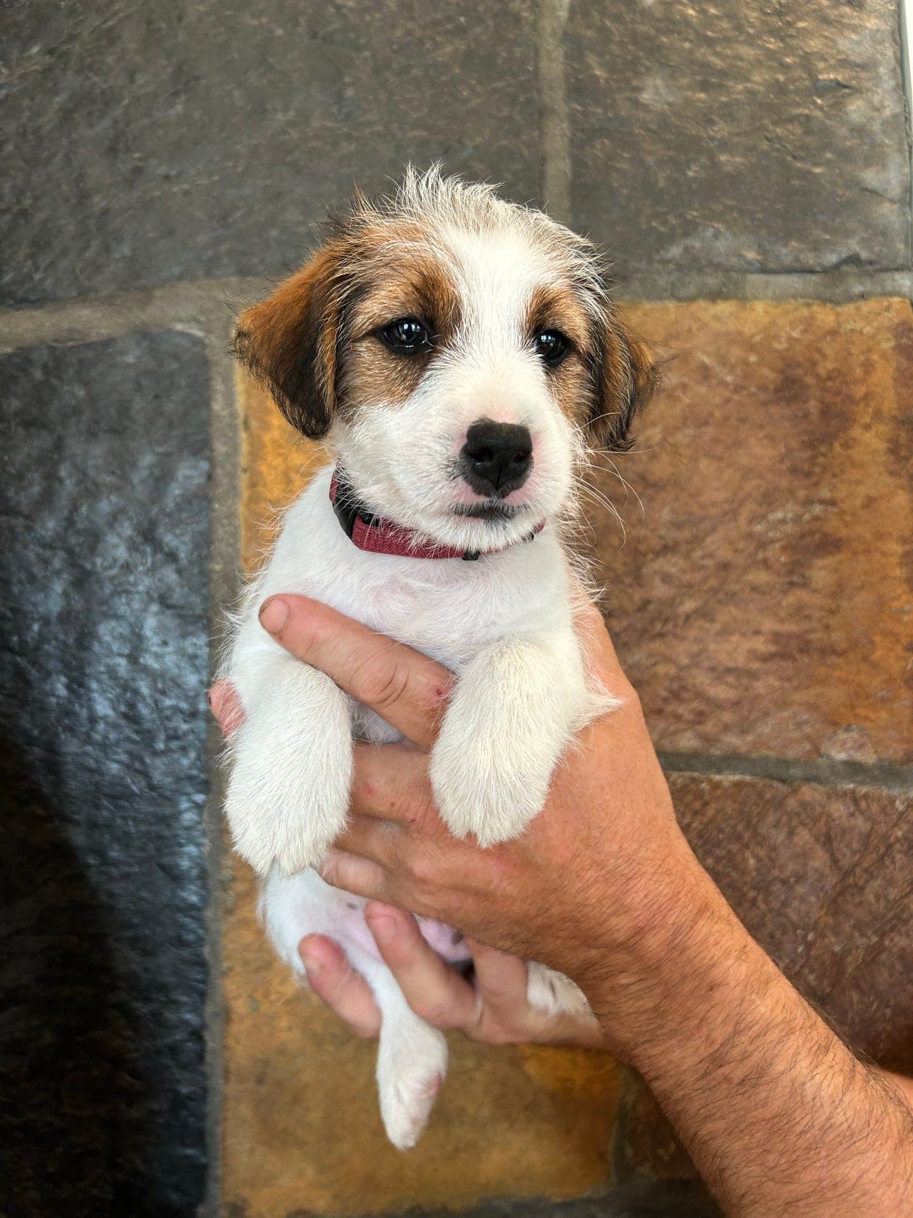 JR terrier valper