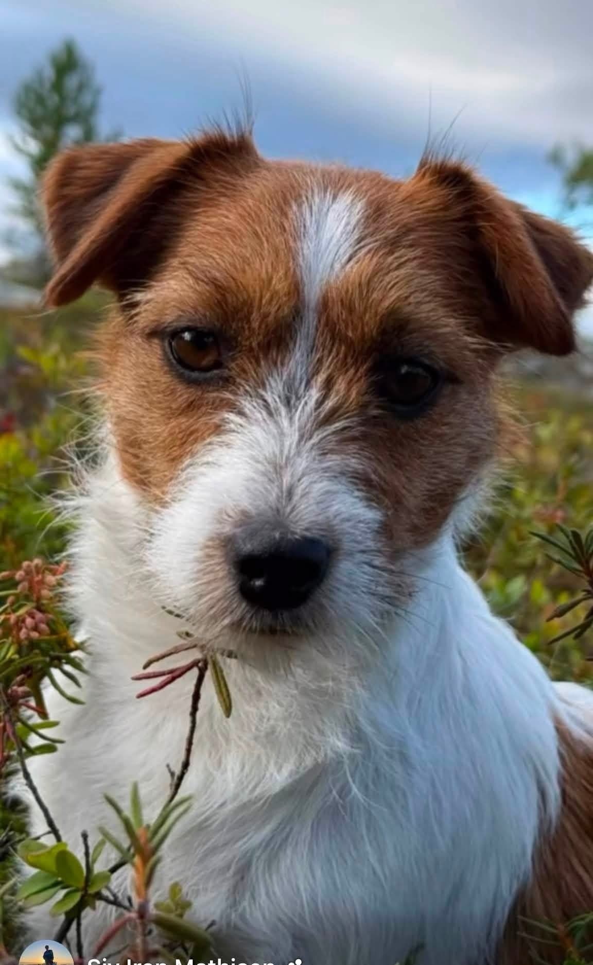 Jack Russell valper