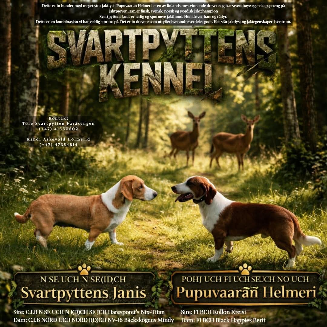 Drevervalper av høy avstamming. Leveringsklar 2.okt.