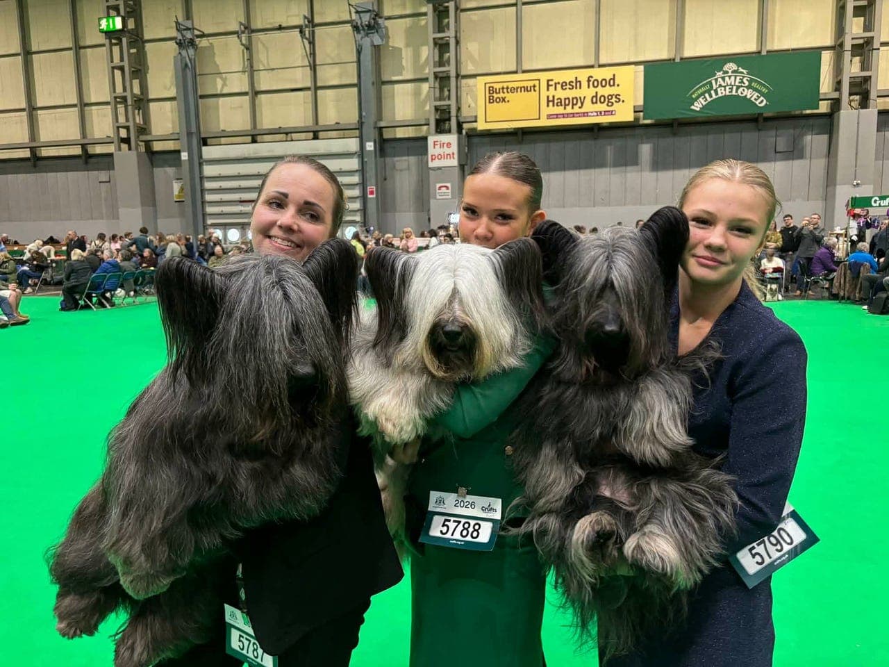 Skye terrier gutt til salgs