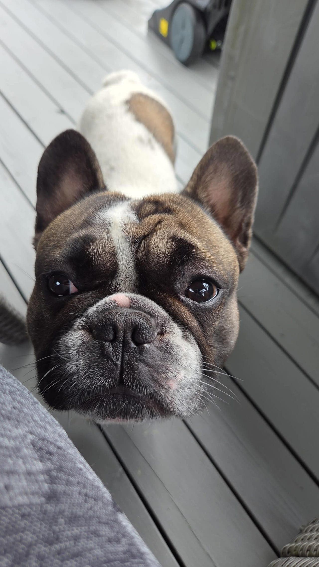 fransk bulldog
