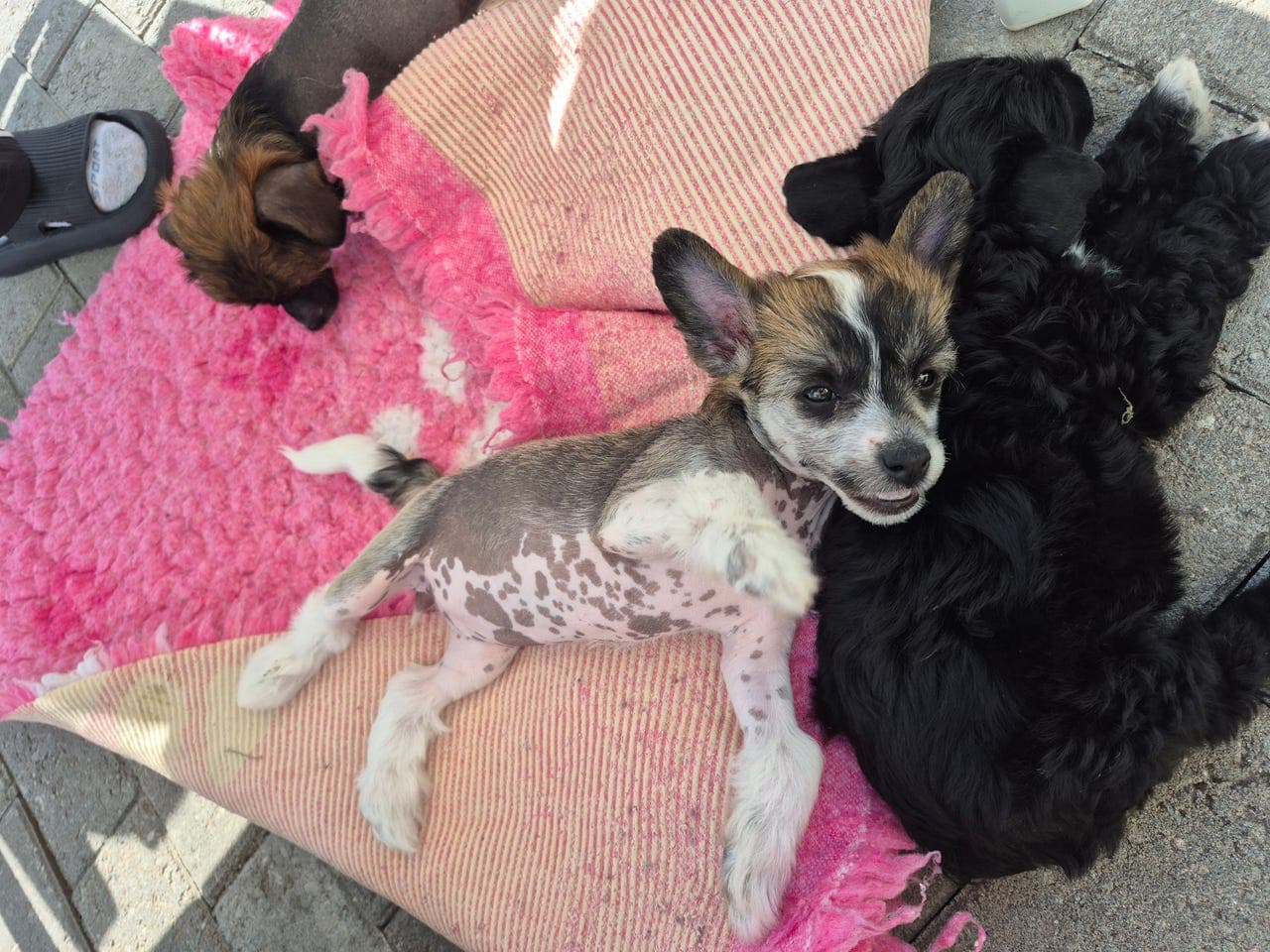 🩷 Chinese crested jente 🩷