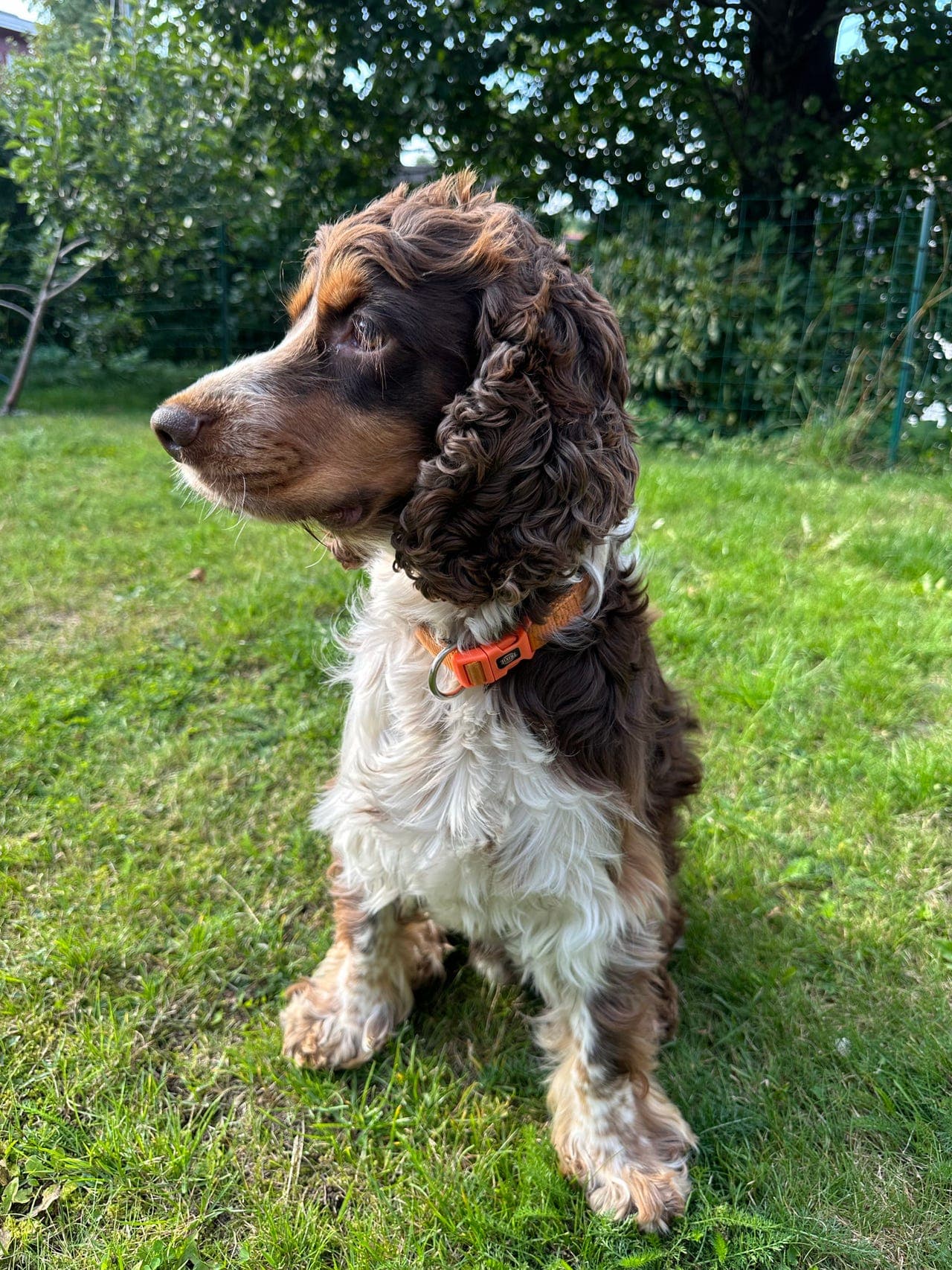 Cocker spaniel hannhund omplasseres