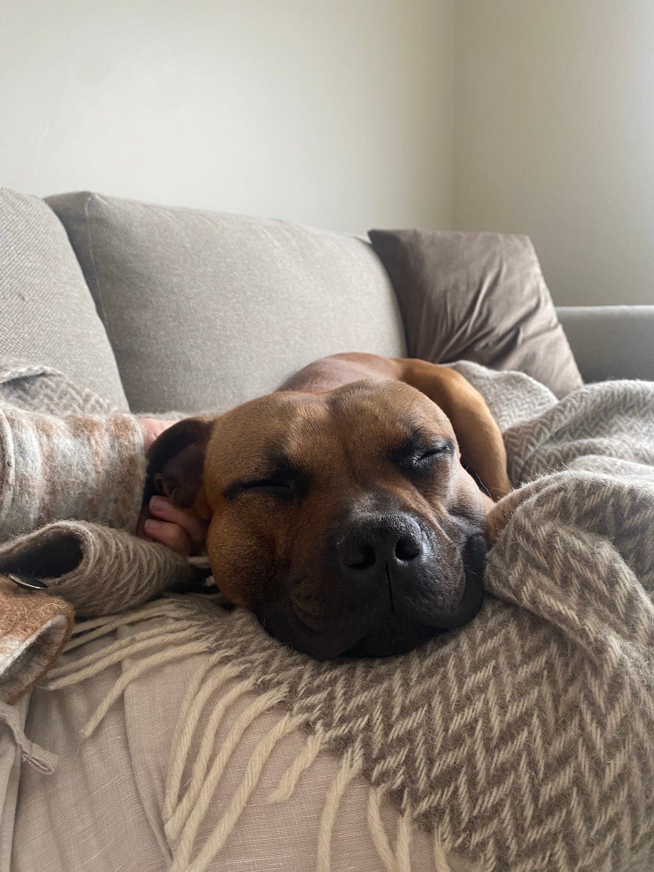 Vi søker avlastningshjem til vår 4 år gamle staffordshire bullterrier
