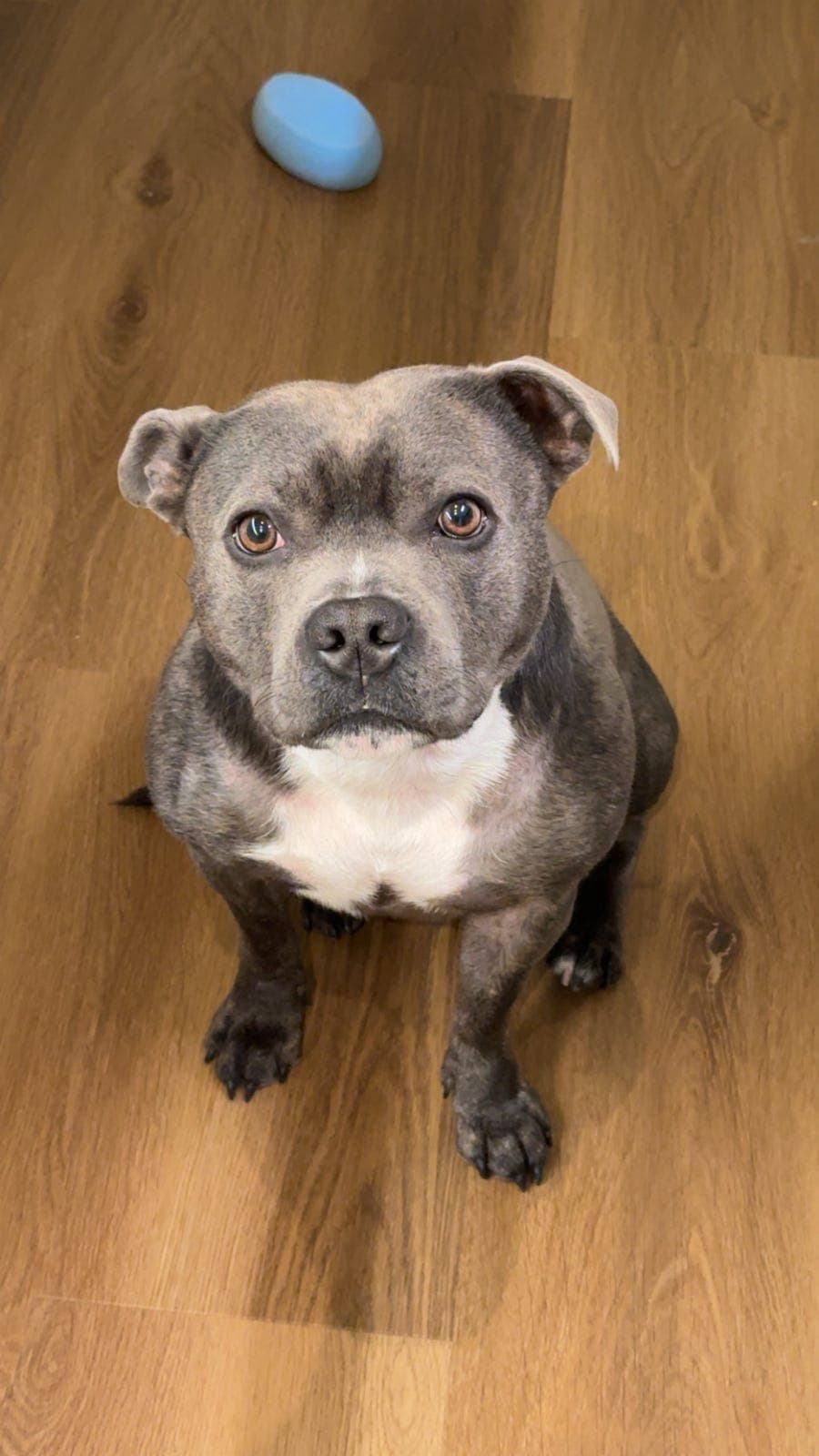 Staffordshire Bull Terrier søker nytt, trygt hjem