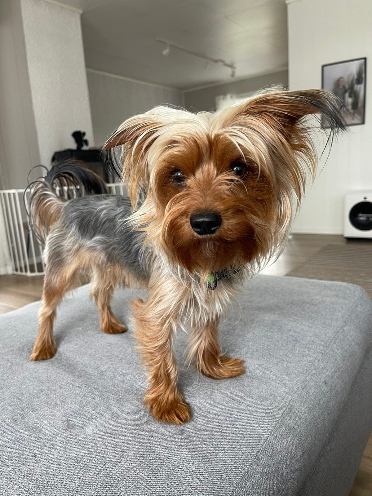 Yorkie gutt