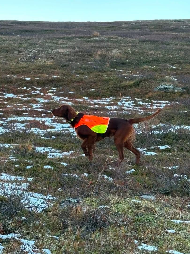 Irsk Setter valper fra en meget spennende kombinasjon.