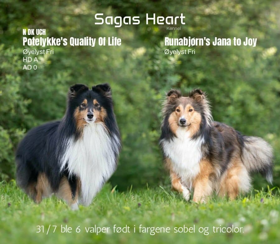 Shetland Sheepdog valper