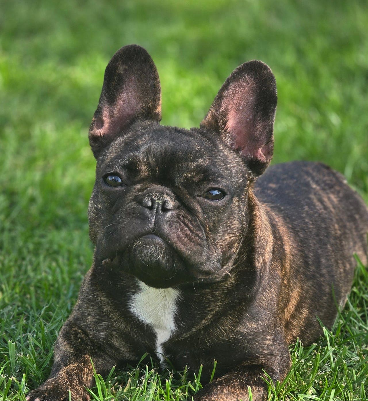 Fransk bulldog tispe 10mnd  🐾