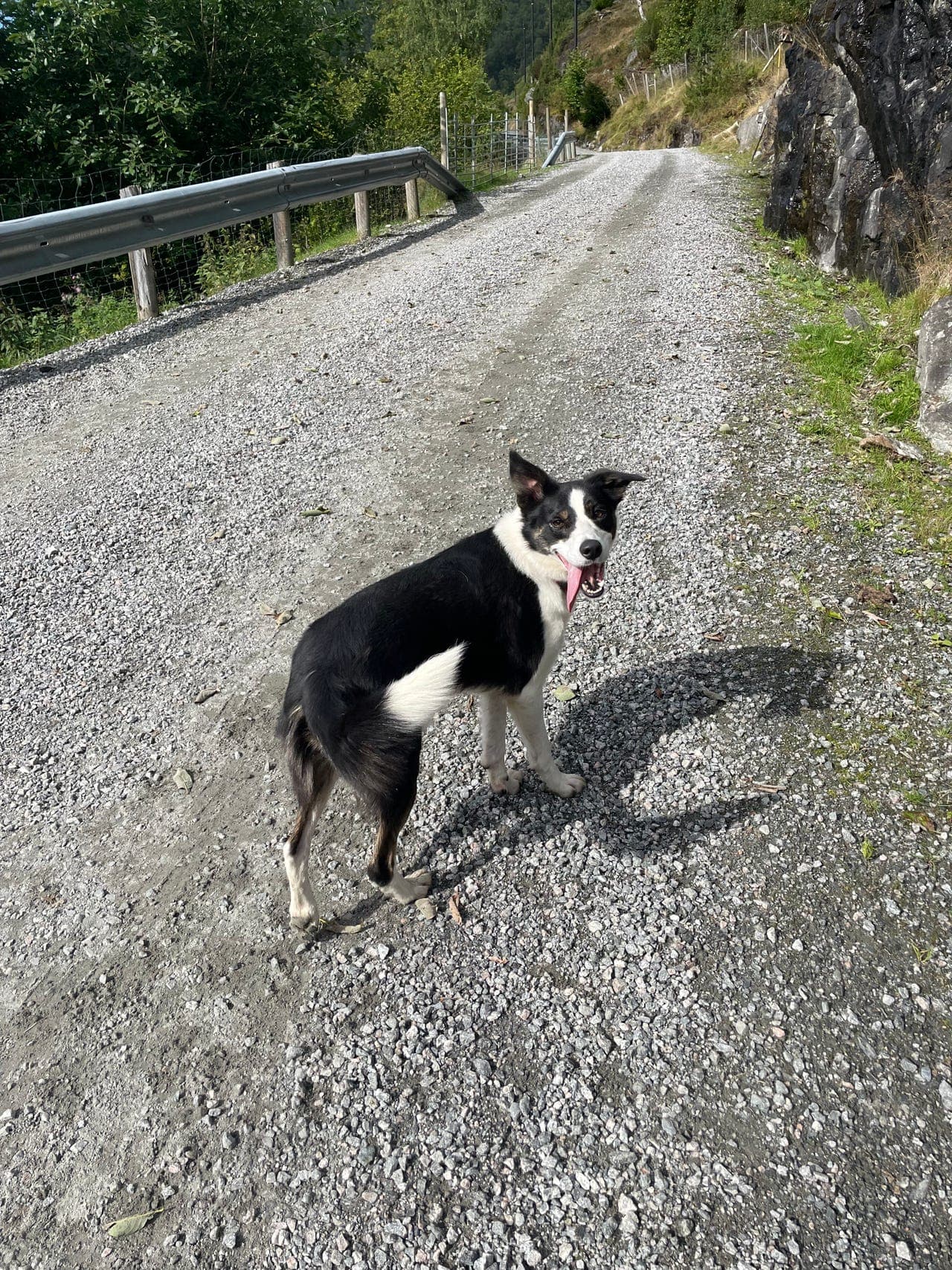 3år gammal bordercollie tispe