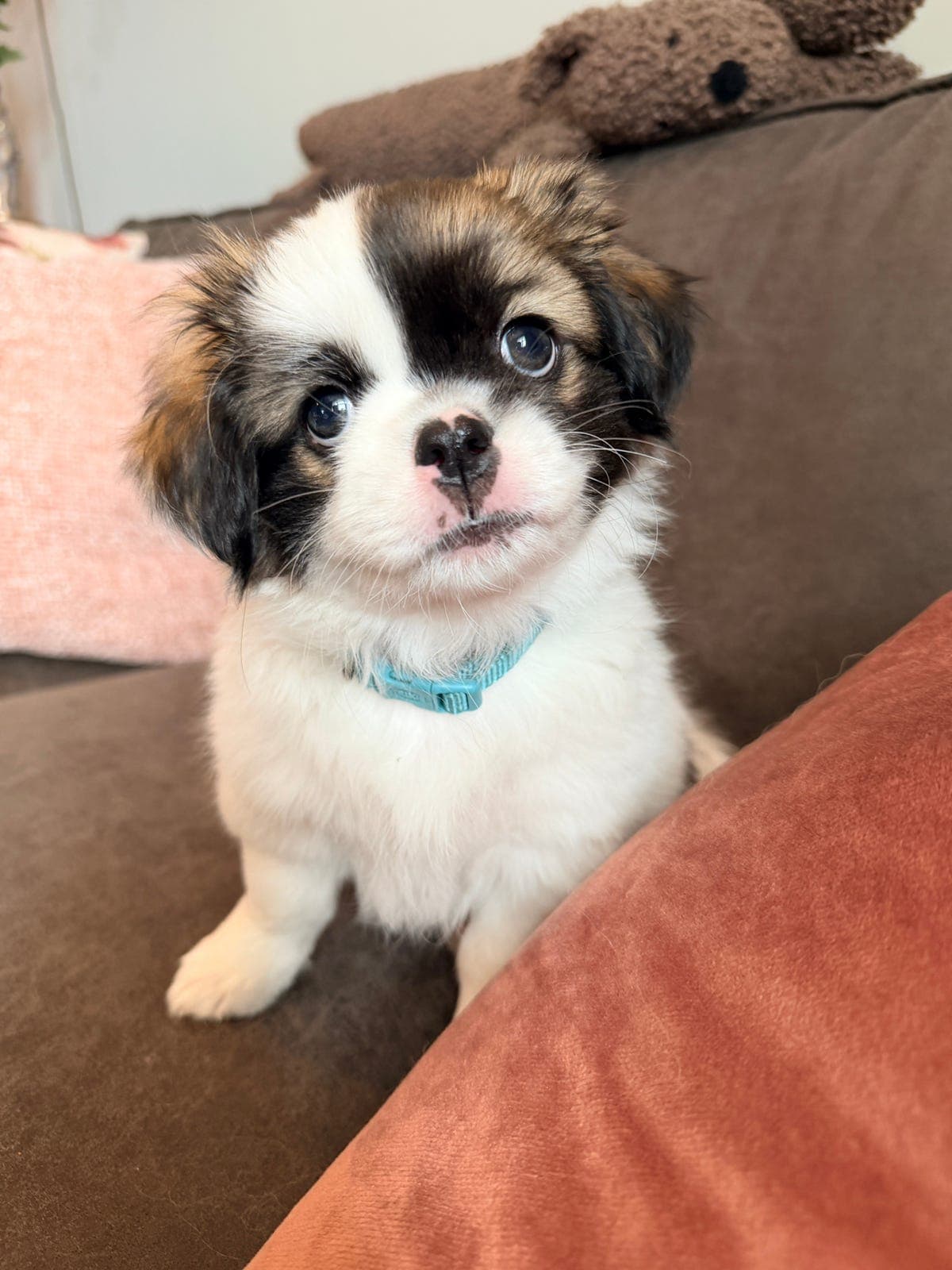 Tibetansk Spaniel hanhund. NKK registrert.