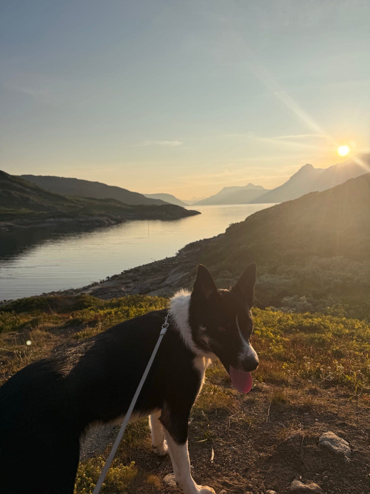 Bordercollie vurderes selges