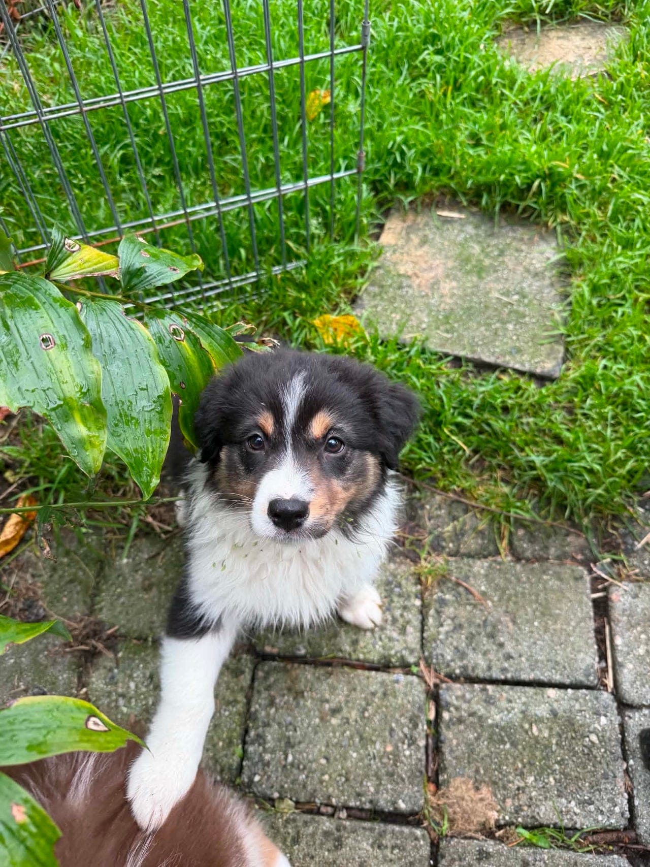 Australian shepherd valp
