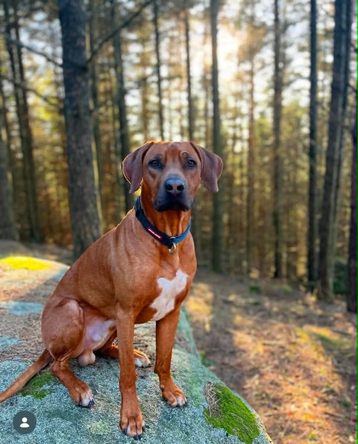 Rhodesian Ridgeback hann trenger avlastningshjem, hundepasser, evt omplasseres
