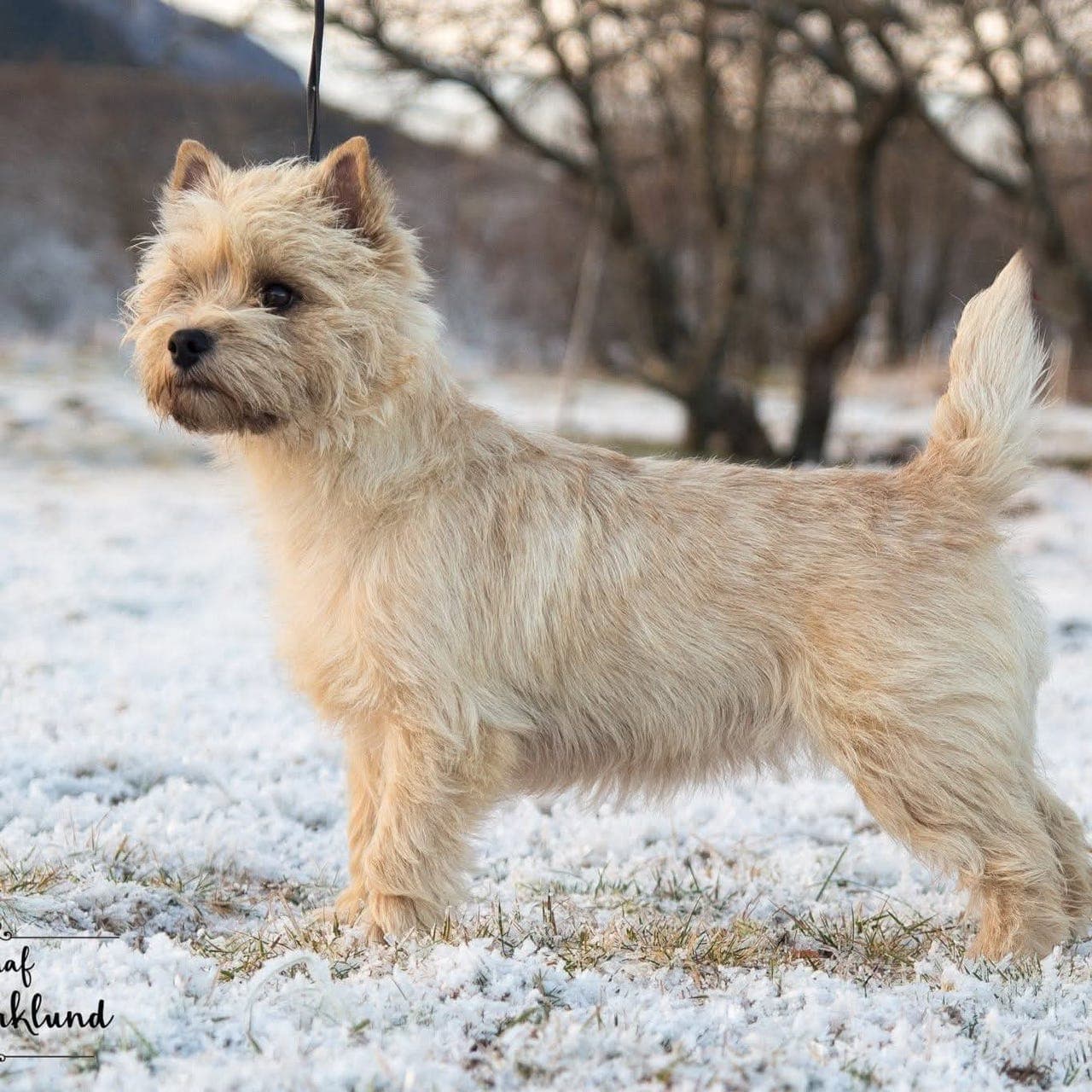 Cairn terrier valper!