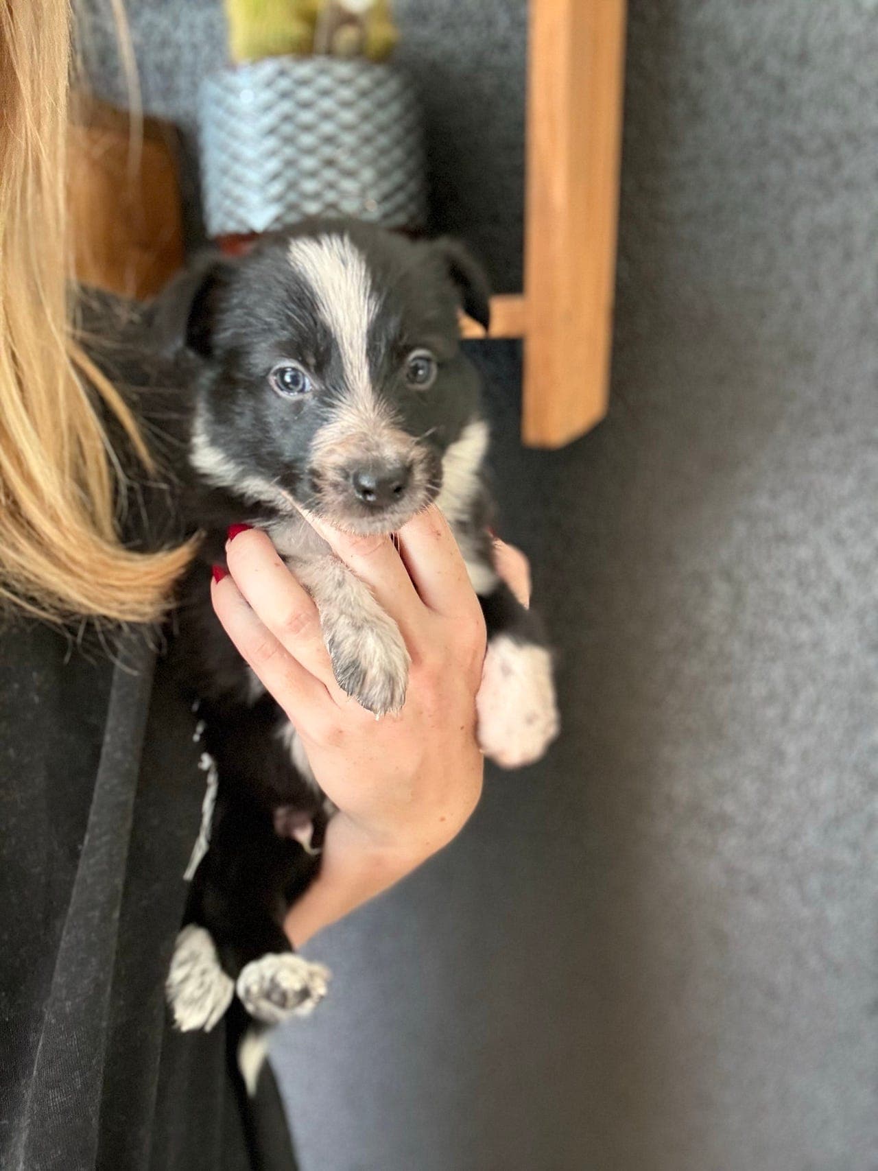Border collie hann valper reg i NKK