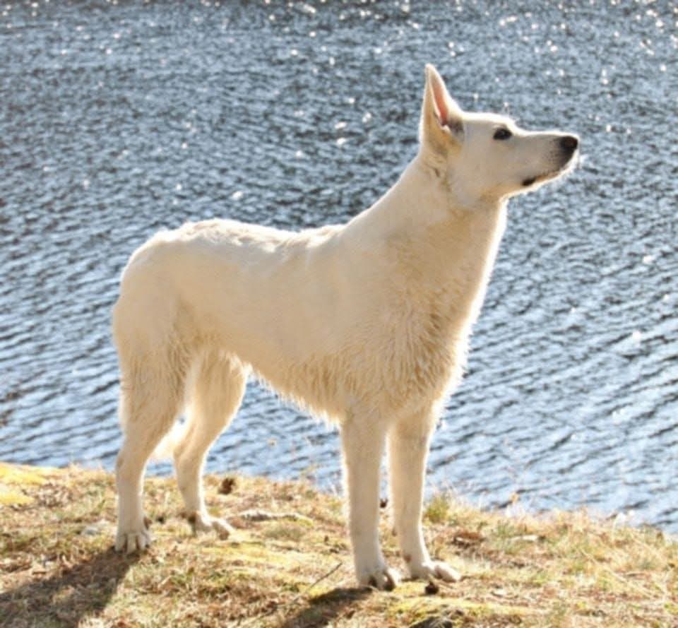 Spreke Hvite Gjeterhund valper ventes i oktober