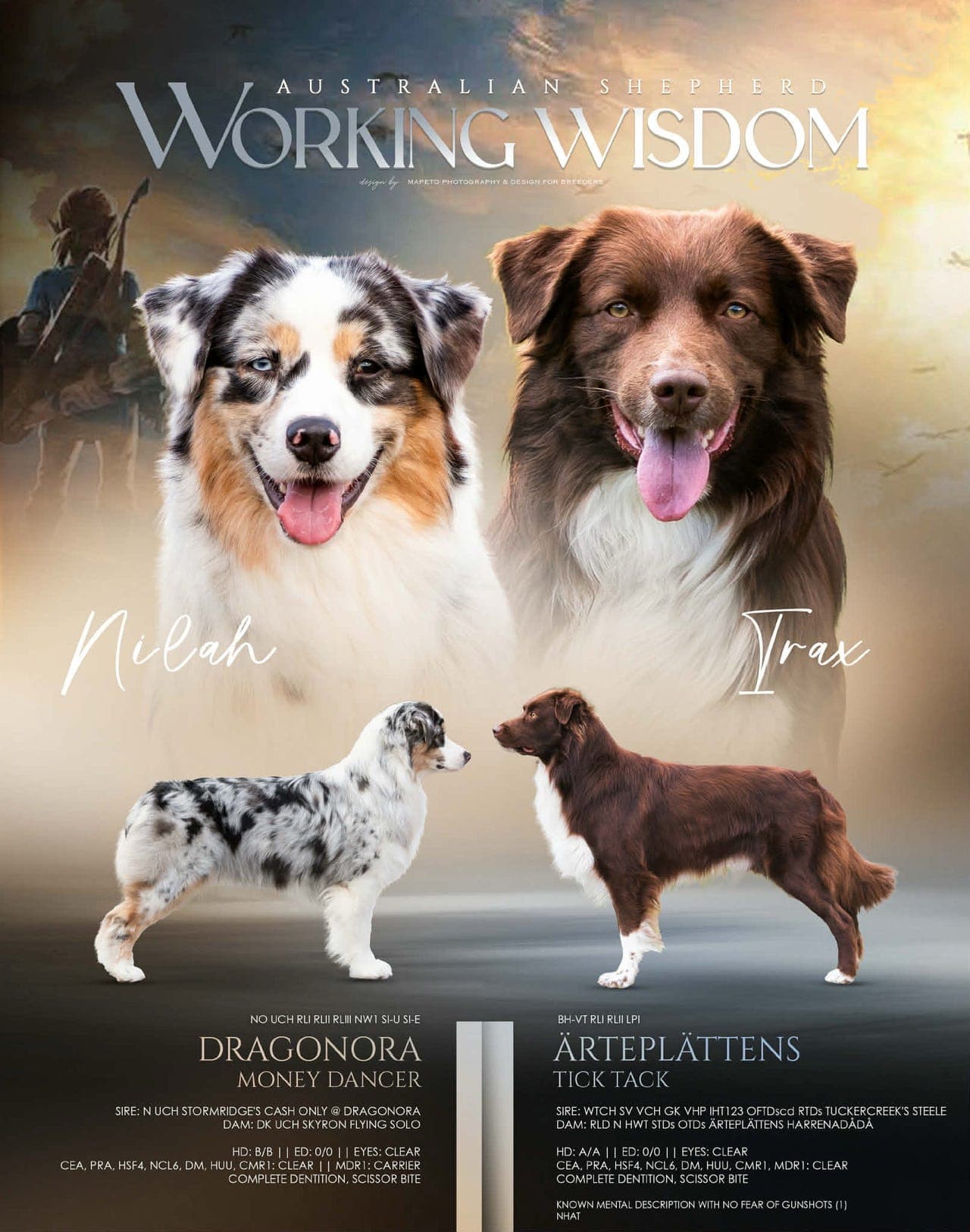 Australian Shepherd valper