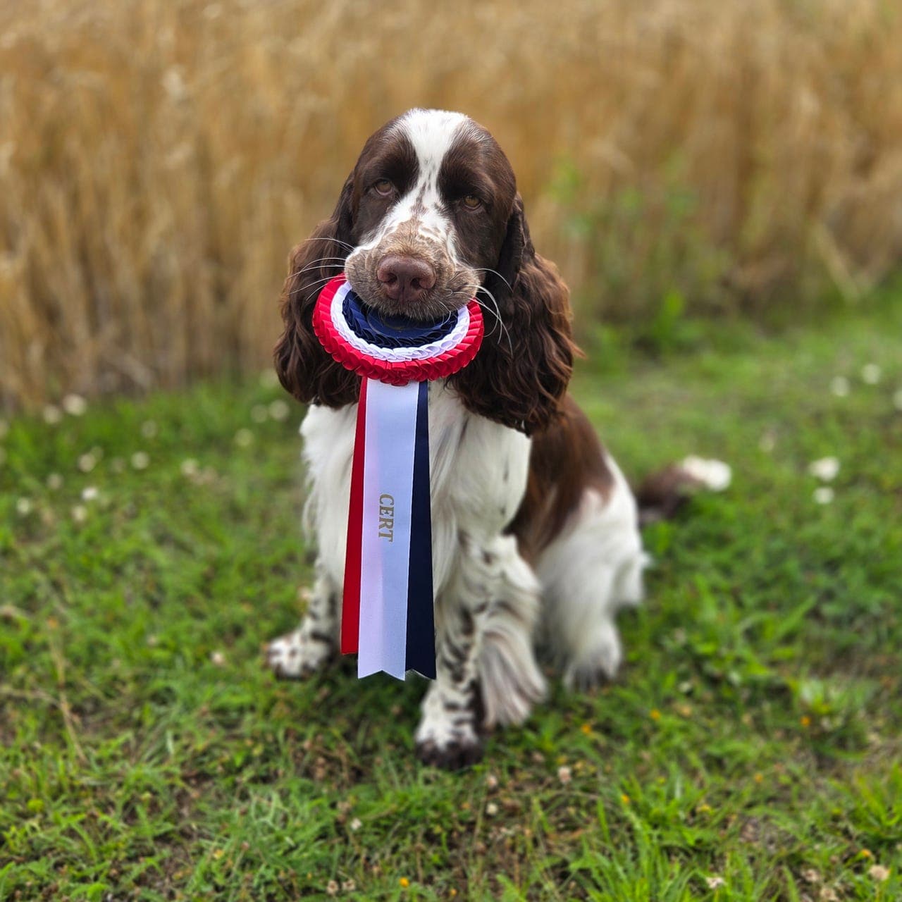 Engelsk springer spaniel hanne