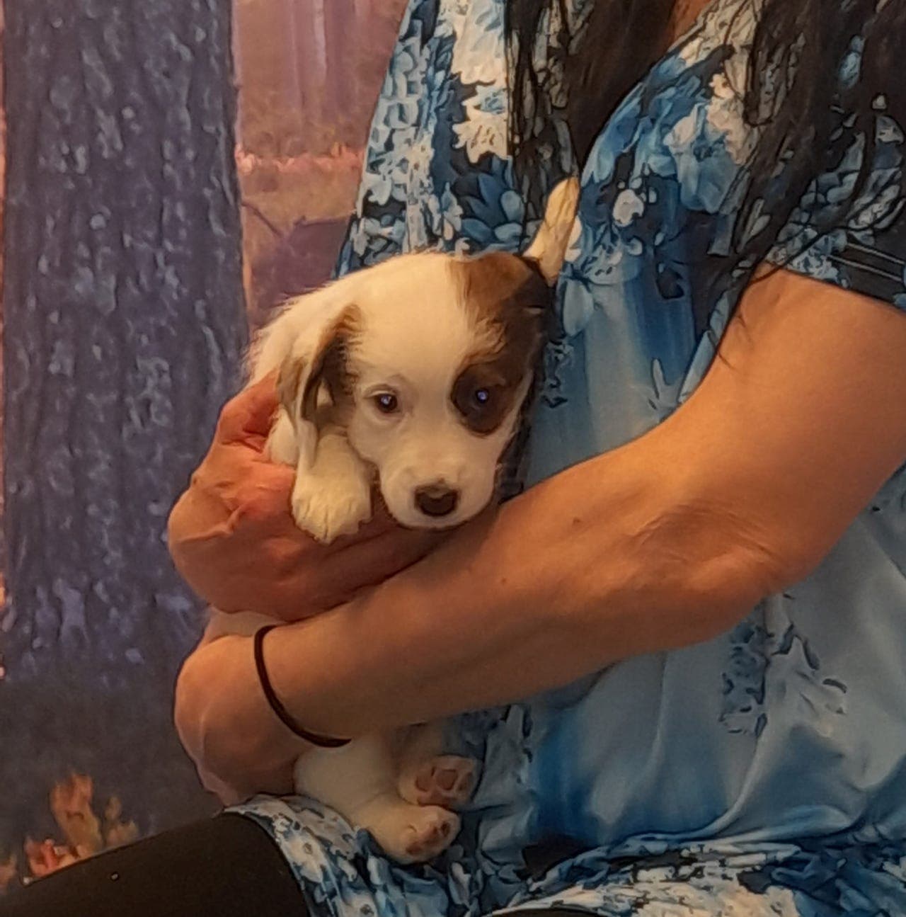 Jack Russell Terrier-valper – 8 uker – klare for nye hjem 🐾