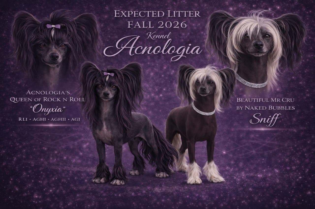 Chinese Crested valper ventes ✨️