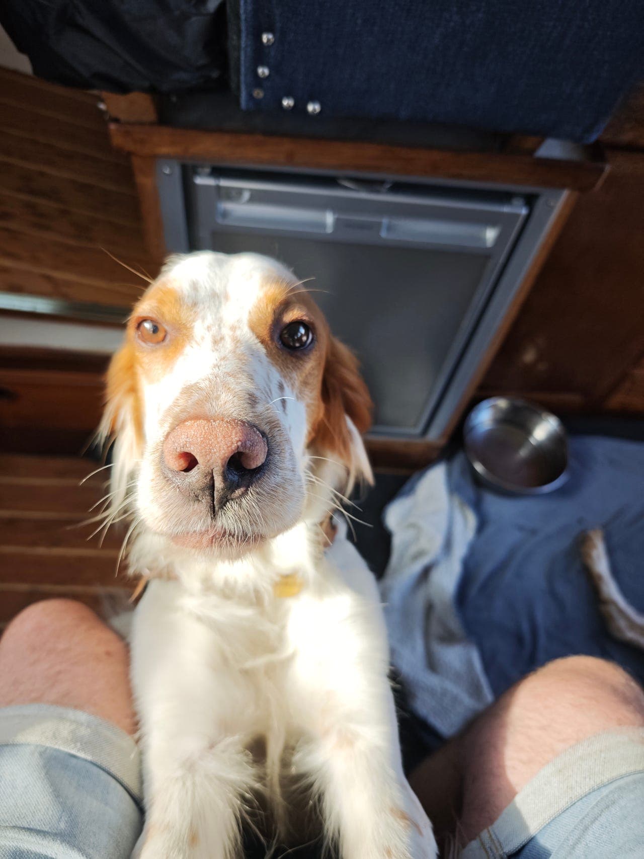 Engelsk setter Ailo selges til erfarne hundefolk