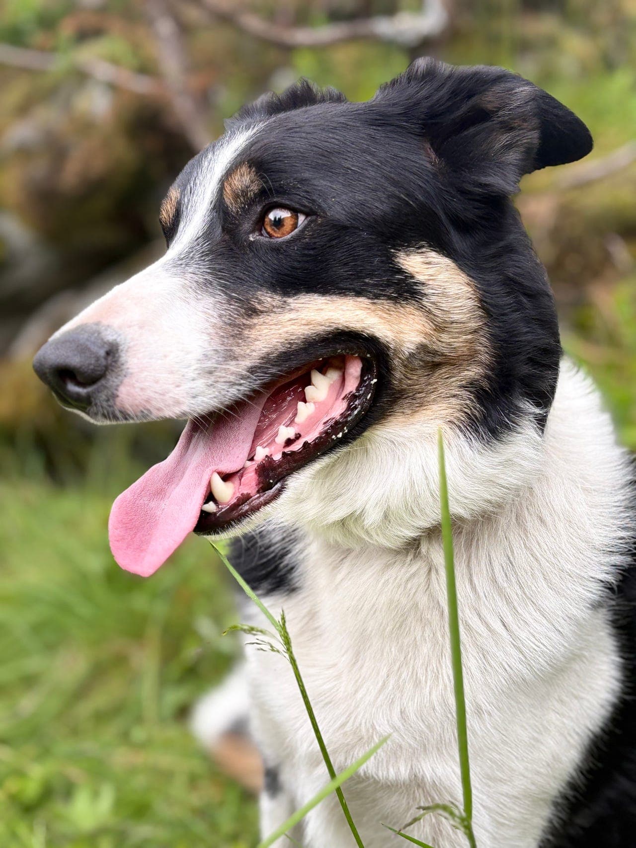 Kastrert Border collie gis bort