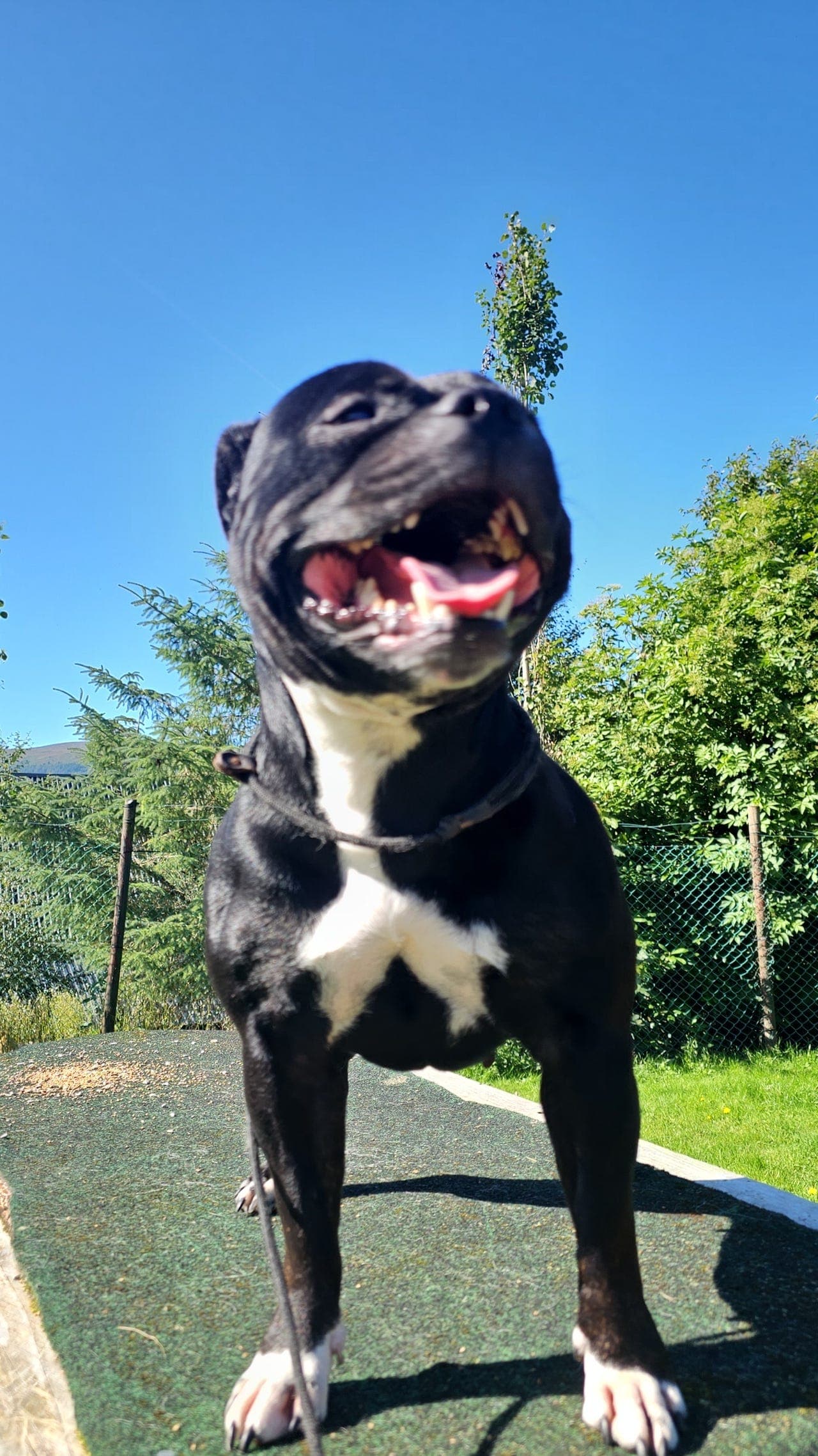 Staffordshire Bull terrier Tispe