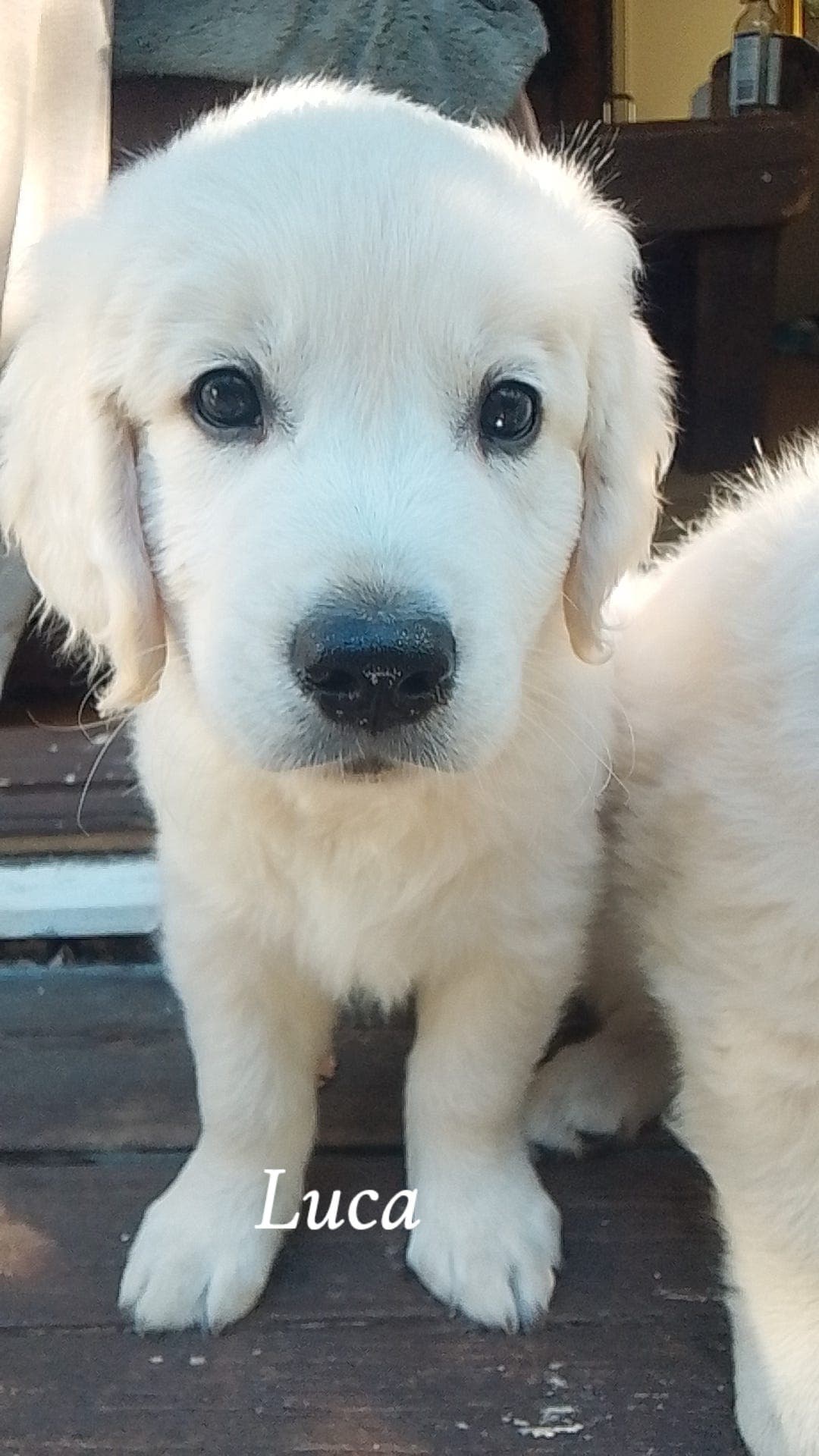Golden retriever valp til salgs