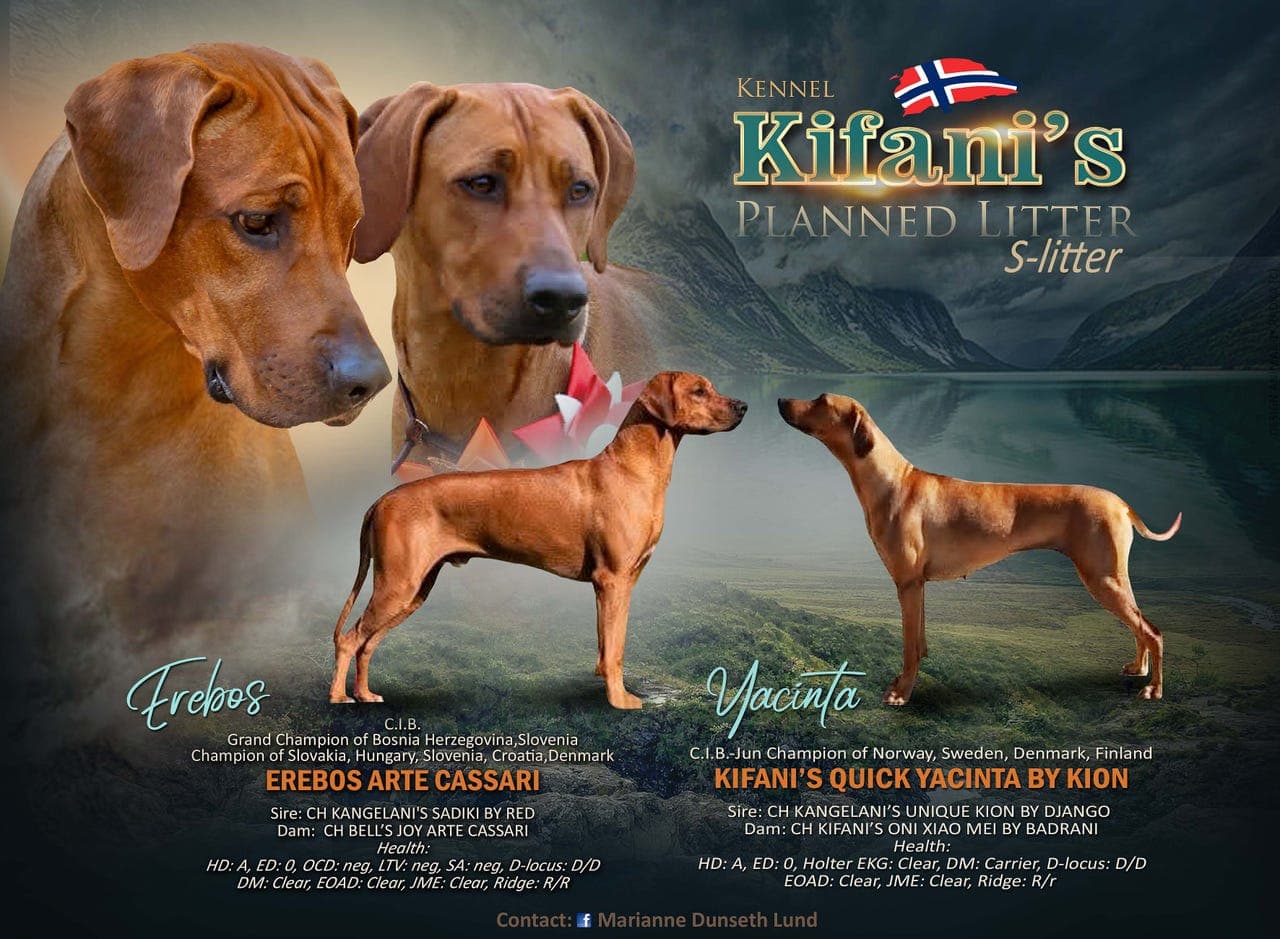 Rhodesian ridgeback valper
