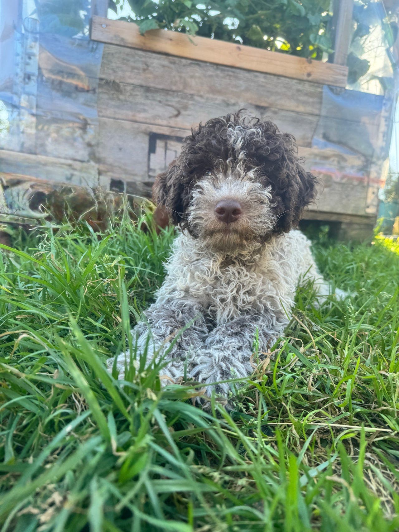 🐾 Lille Thor søker sitt nye, kjærlige hjem ❤️🐶