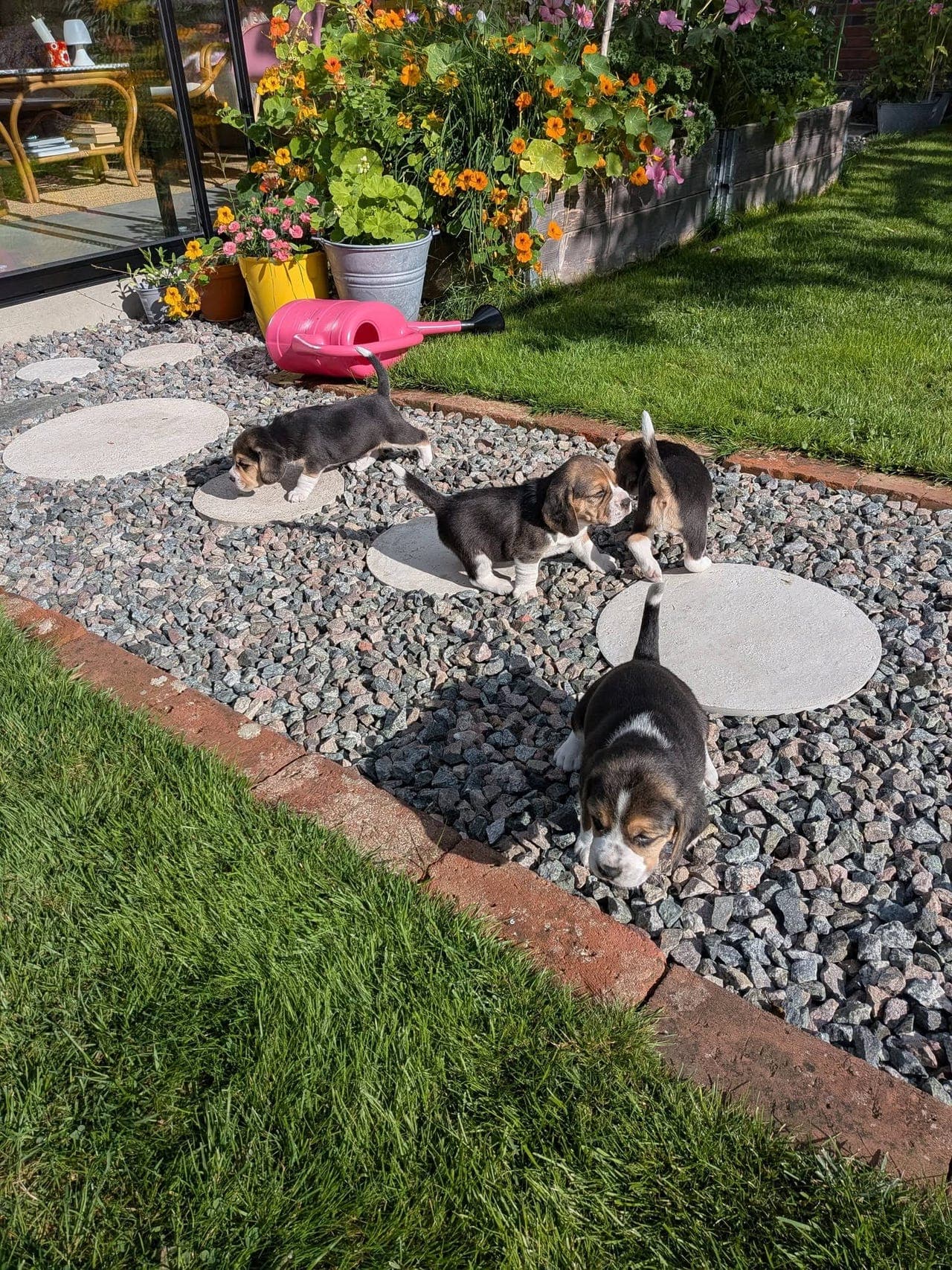 Beagle hannvalp