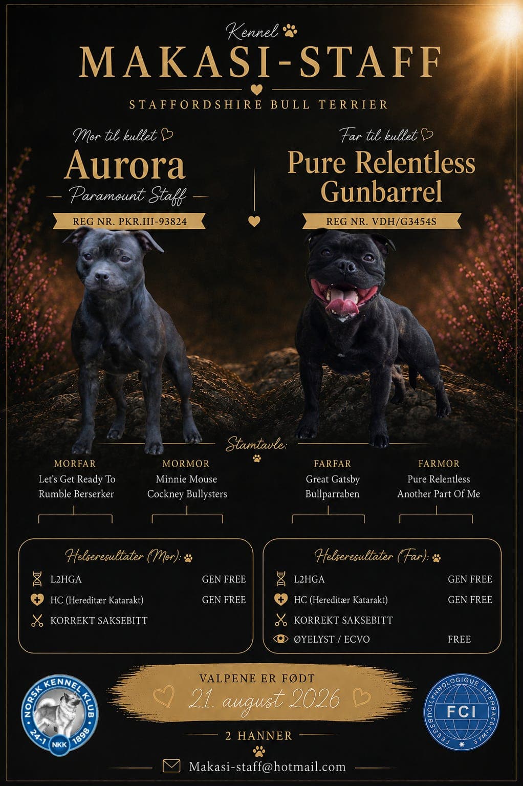 Staffordshire bull terrier valper til salgs.