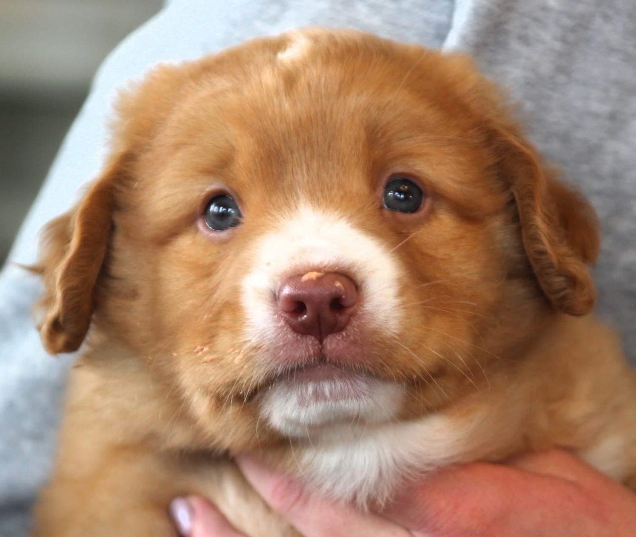 Toller valp hannhund